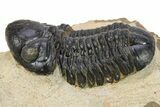 Reedops Trilobite With Partial Zlichovaspis - Atchana, Morocco #273062-1